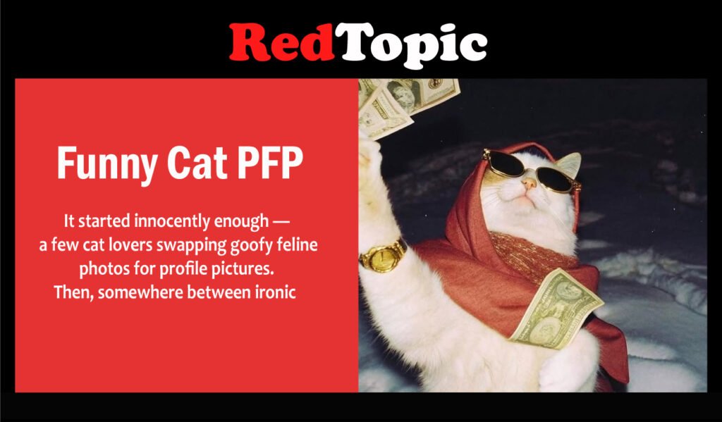 Funny Cat PFP