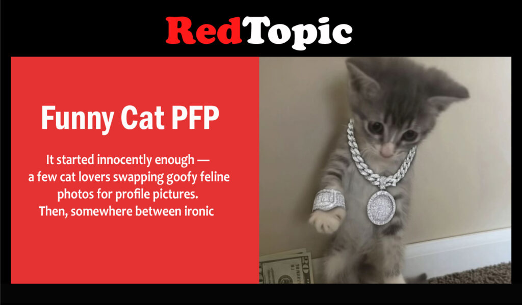 Funny Cat PFP